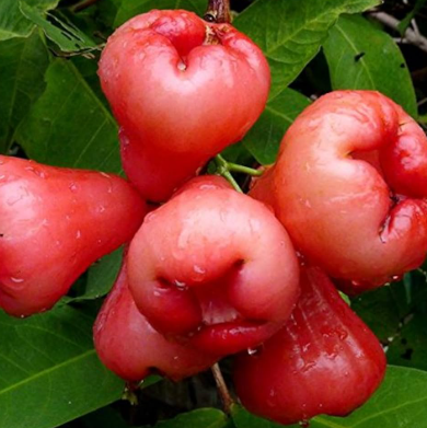 A tropical fruit tree producing crisp, juicy, rose-scented wax apples.