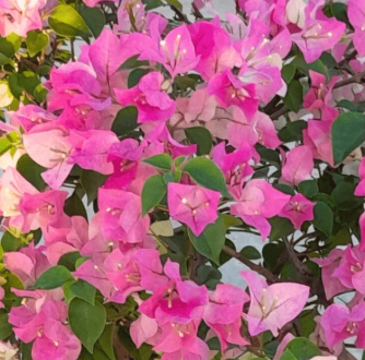 Pink & Cream Variegated Flowering Climbe