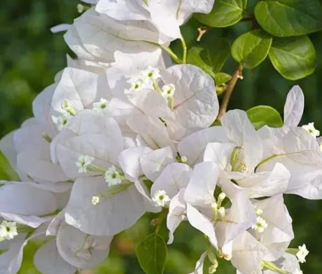 tunning pure white flowering climber