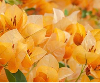 California Gold Bougainvillea golden yellow flowers climbing pergola in sunny Australian garden