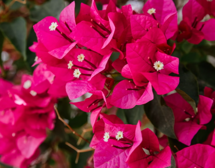 Hot Pink Bougainvillea vibrant pink flowers climbing fence in sunny garden Australia