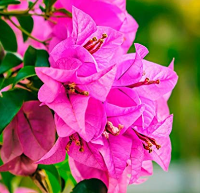 Light Pink Bougainvillea soft pastel pink flowers climbing pergola in sunny garden