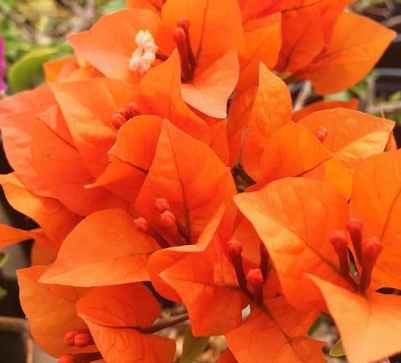 Orange Bougainvillea bright orange flowers climbing fence in sunny tropical garden