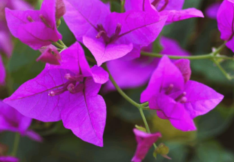 Purple Bougainvillea – Rich Royal Purple Flowering Climber | Vibrant Ornamental Garden Vine