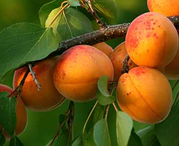Grafted Apricot Glengarry Prunus armeniaca fruit tree with ripe orange apricots in home garden