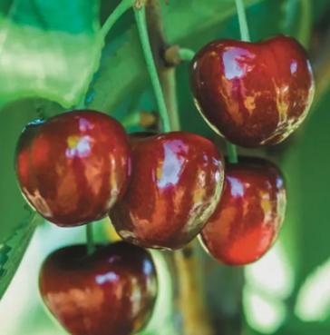 Cherry ‘Royal Crimson’ – Self Pollinating Fruit Tree | Premium Sweet Cherry for Home Gardens