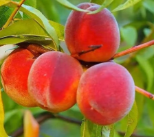 delicious sweet tropical