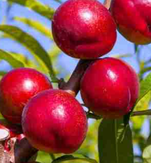 Nectarine Tropical Sensation Prunus persica var nucipersica grafted tree with ripe smooth nectarines in garden