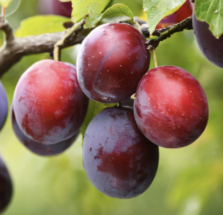 Plum ‘Yarrahapinni Blood’ – Grafted Blood Plum Tree | Rich Flavour Dark Red Stone Fruit