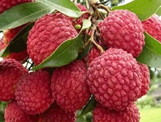 large lychee fruit tree, sweet