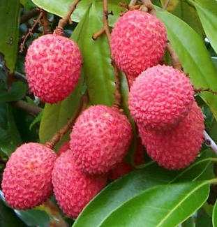 Semi Dwarf Lychee Tai So Litchi chinensis air layered compact fruit tree with ripe red lychees in garden