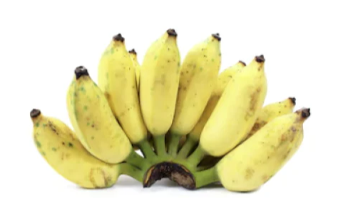 Dwarf Ducasse Banana Musa acuminata compact banana plant Sydney fruiting banana tree