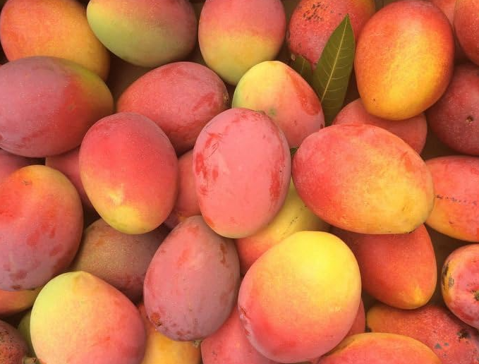 Zill Mango Grafted tree with sweet aromatic mango fruits growing in pot Sydney Australia