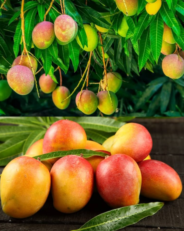 Alphonso Hapus mango grafted tree with ripe golden mango fruits in pot Sydney Australia