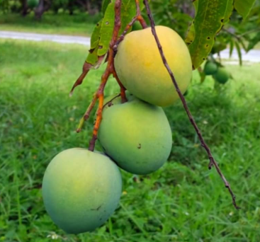 Florigon mango grafted tree with early season yellow mango fruits growing in Sydney Australia
