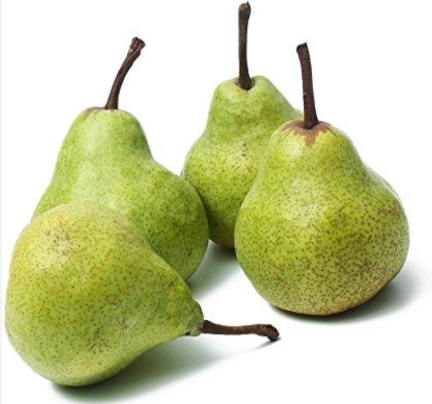 Packham pear tree with green juicy pears growing in Sydney Australia low chill variety
