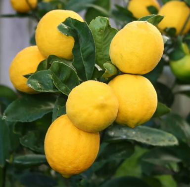 Advanced Meyer lemon tree with mature yellow fruits in pot Sydney Australia grafted citrus plant