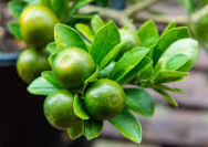 Dwarf calamansi calamondin tree in pot with small orange fruits growing in Sydney Australia