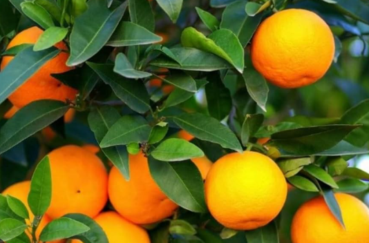 Dwarf clementine mandarin tree with bright orange seedless fruits growing in pot Sydney Australia
