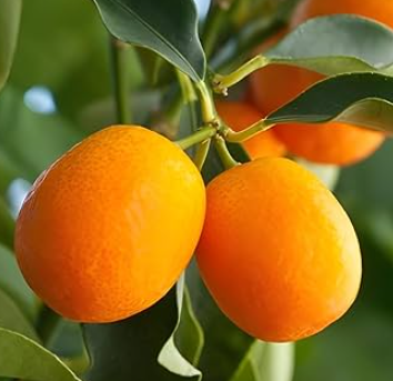 Dwarf Nagami kumquat tree with small oval orange fruits growing in pot Sydney Australia