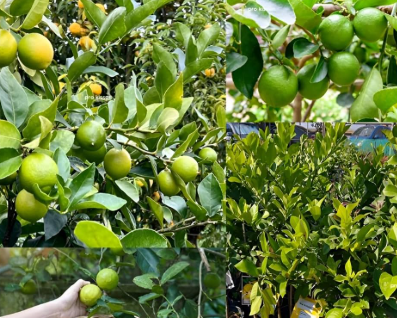 Dwarf Tahitian lime tree with green seedless limes growing in pot Sydney Australia grafted citrus plant