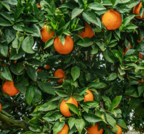 Dwarf Valencia orange tree with ripe seedless oranges growing in pot Sydney Australia citrus plant