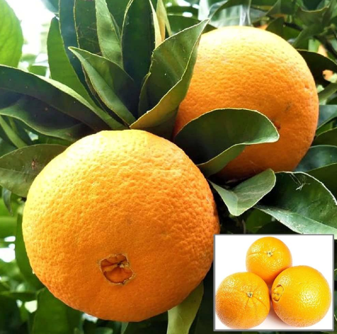 Dwarf Washington navel orange tree with ripe seedless oranges growing in pot Sydney Australia