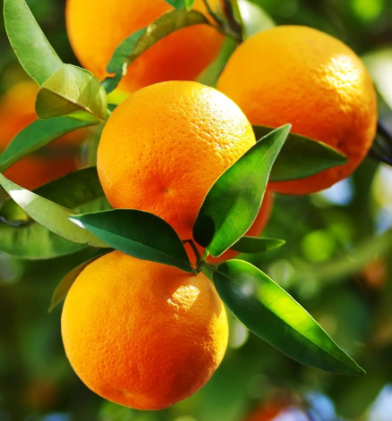 Dwarf imperial mandarin tree with ripe orange easy peel mandarins growing in pot Sydney Australia