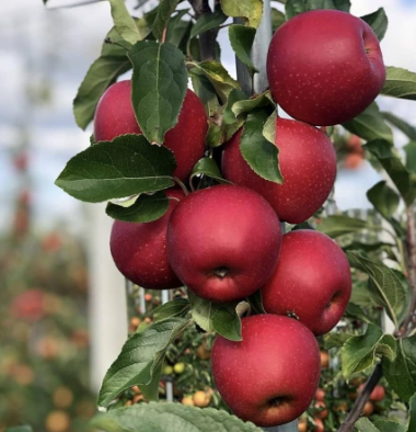 Dwarf Anna apple tree with red apples growing in pot Sydney Australia low chill apple variety