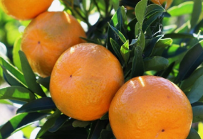 Dwarf Japanese seedless mandarin tree with ripe orange fruits growing in pot Sydney Australia
