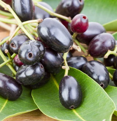 Jamun Java plum grafted Syzygium cumini fruit tree purple fruit