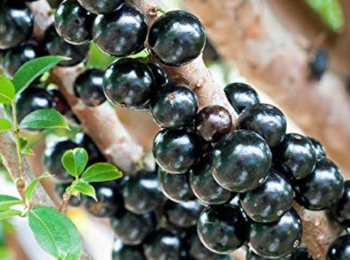 Jaboticaba tree with dark purple grape like fruits growing on trunk Sydney Australia exotic fruit plant