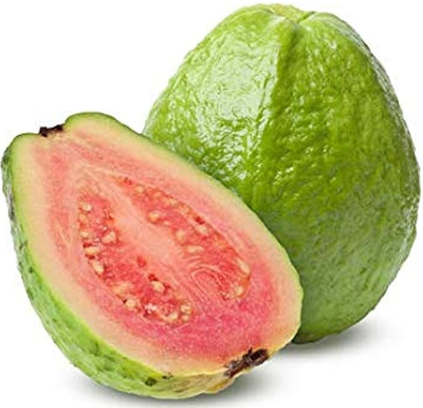 Pink guava plant with ripe pink flesh fruits growing in pot Sydney Australia tropical fruit tree