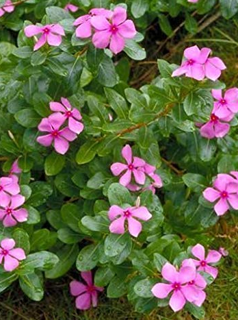 Sadabahar periwinkle Catharanthus roseus plant with pink flowers growing in Sydney garden pot