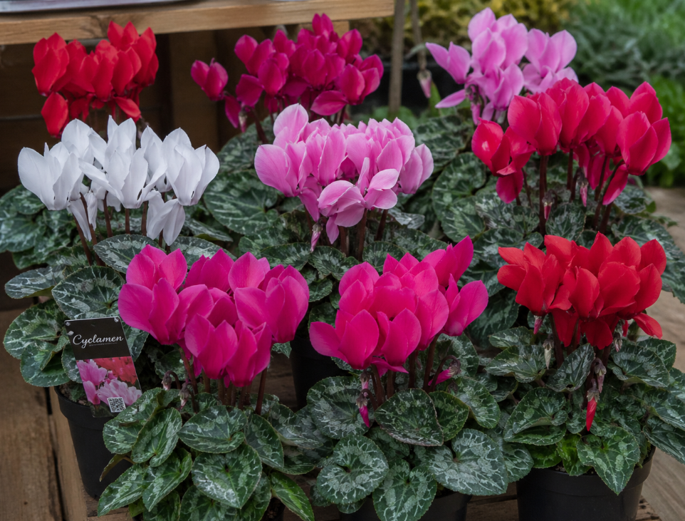 Cyclamen persicum plant with pink flowers and patterned leaves growing in pot Sydney indoor plant