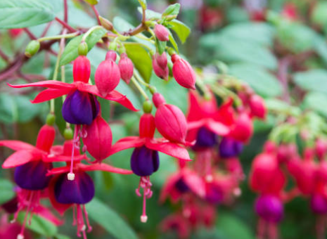 Fuchsia hanging basket plant with pink and purple bell shaped flowers growing in Sydney Australia