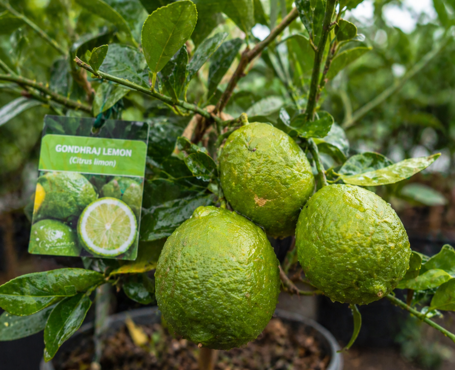 Rangpur Gondhoraj lime tree with green aromatic fruits growing in Sydney Australia citrus plant