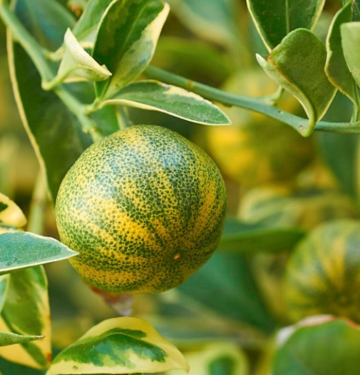 Variegated calamansi plant with green cream leaves and small orange fruits growing in pot Sydney Australia
