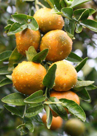Advanced Afourer mandarin tree with ripe deep orange fruits growing in pot Sydney Australia