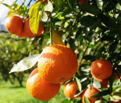 Advanced Washington navel orange tree with ripe seedless oranges growing in pot Sydney Australia