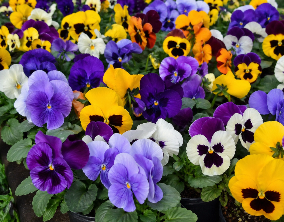 colourful flowering plants garden border Sydney seasonal flowers
