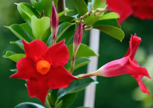 Red Mandevilla Mandevilla spp tropical climbing vine red trumpet flowers garden pergola Sydney
