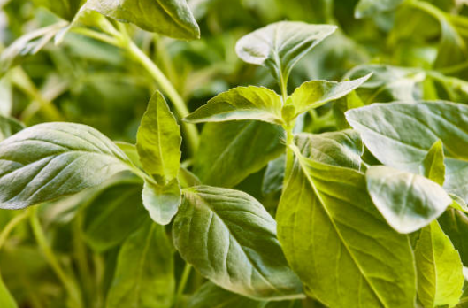 Lemon Basil Ocimum citriodorum aromatic herb plant with green leaves in pot for cooking use