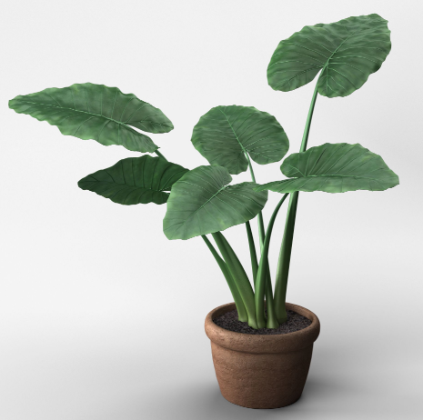 Alocasia elephant ear plant with large green leaves growing in indoor pot Sydney Australia
