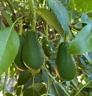 Avocado Fuerte grafted plant in 5L pot healthy nursery stock