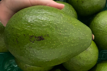 Avocado JA1A Jala grafted avocado plant healthy nursery 5L pot