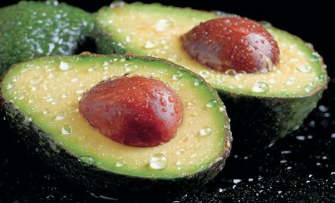 Sharwil avocado grafted plant Persea americana healthy fruit tree nursery