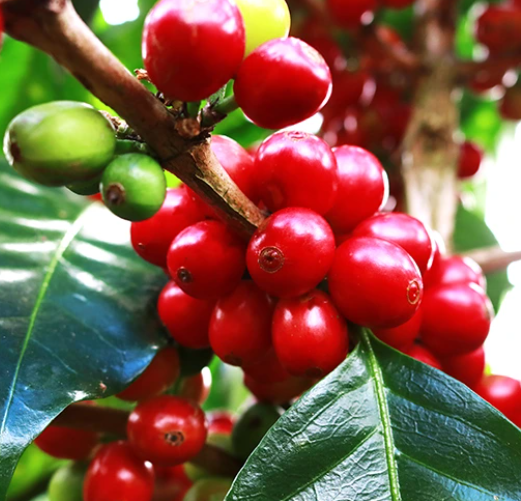 Coffee KM35 Catuai Rojo plant Coffea arabica healthy nursery pot