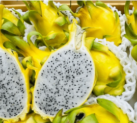 Yellow dragonfruit plant Selenicereus megalanthus climbing cactus fruit nursery