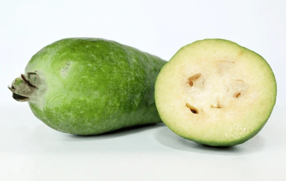 Feijoa White Goose Acca sellowiana pineapple guava fruit tree nursery plant